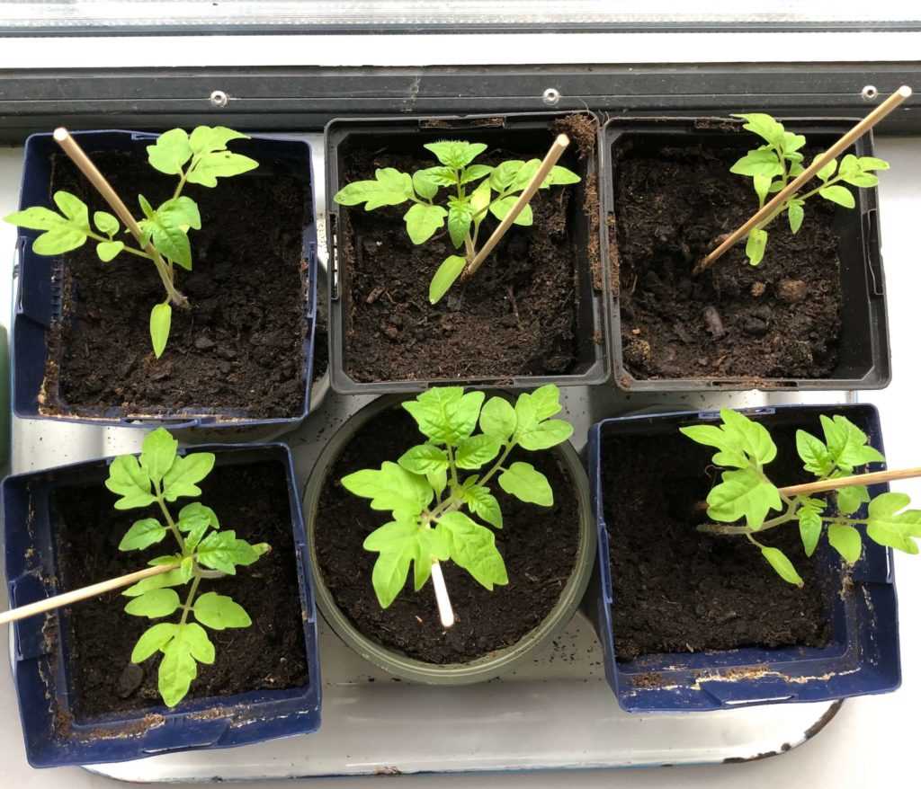 De basisstappen voor het voorbereiden van de bodem voor tomatenplanten
