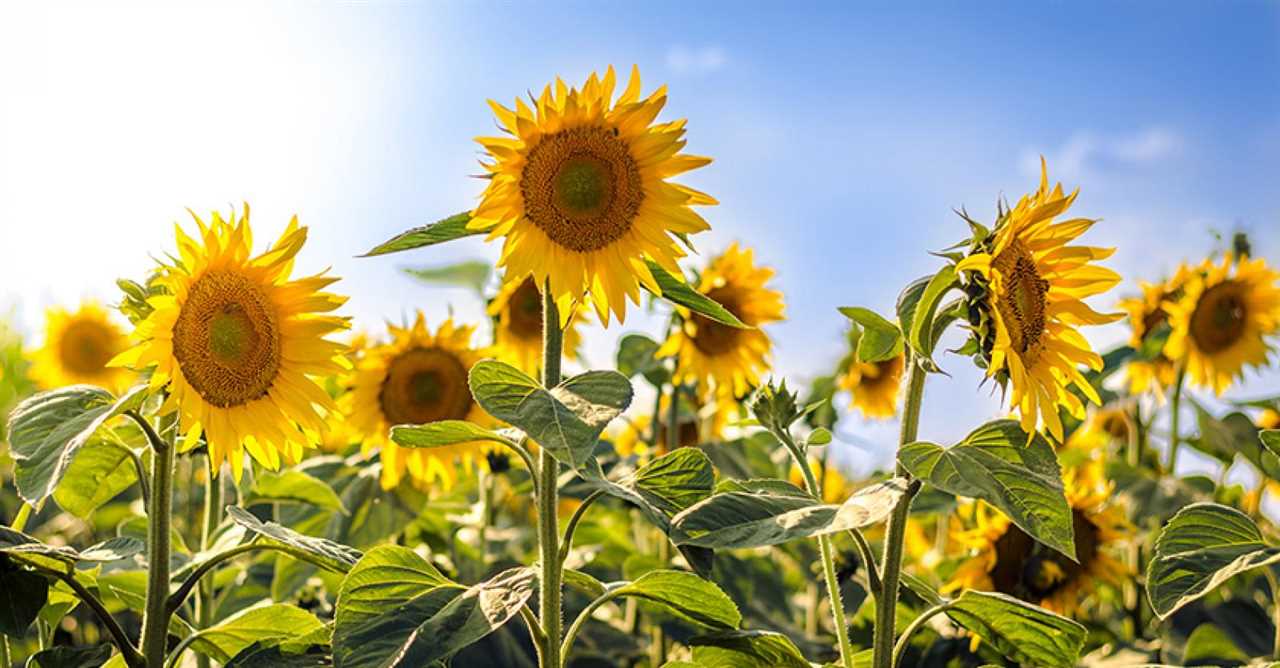 Voordelen van het kweken van een zonnebloem in een pot