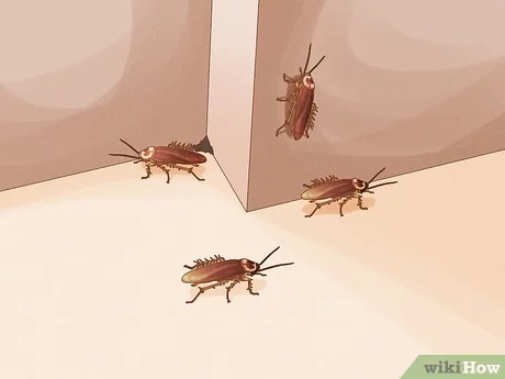 Probleem met kakkerlakken