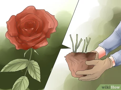 Wat veroorzaakt zwarte vlekjes op rozen?