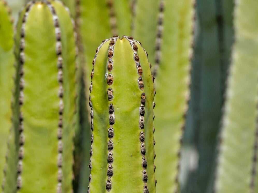 Voordelen van een cactus