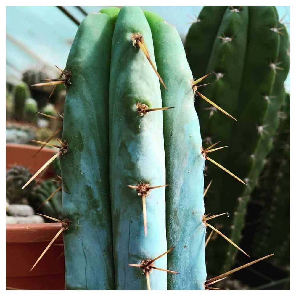 Waarom een cactus kweken?