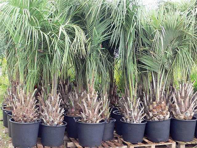 Een palmboom planten