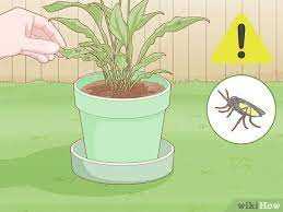 Hoe kun je afkomen van knutten op je planten