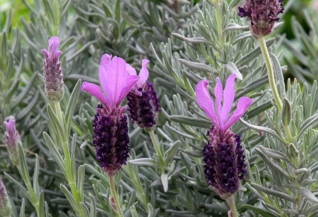 Lavendel snoeien - Klussen en Tuinieren Thuis Gids