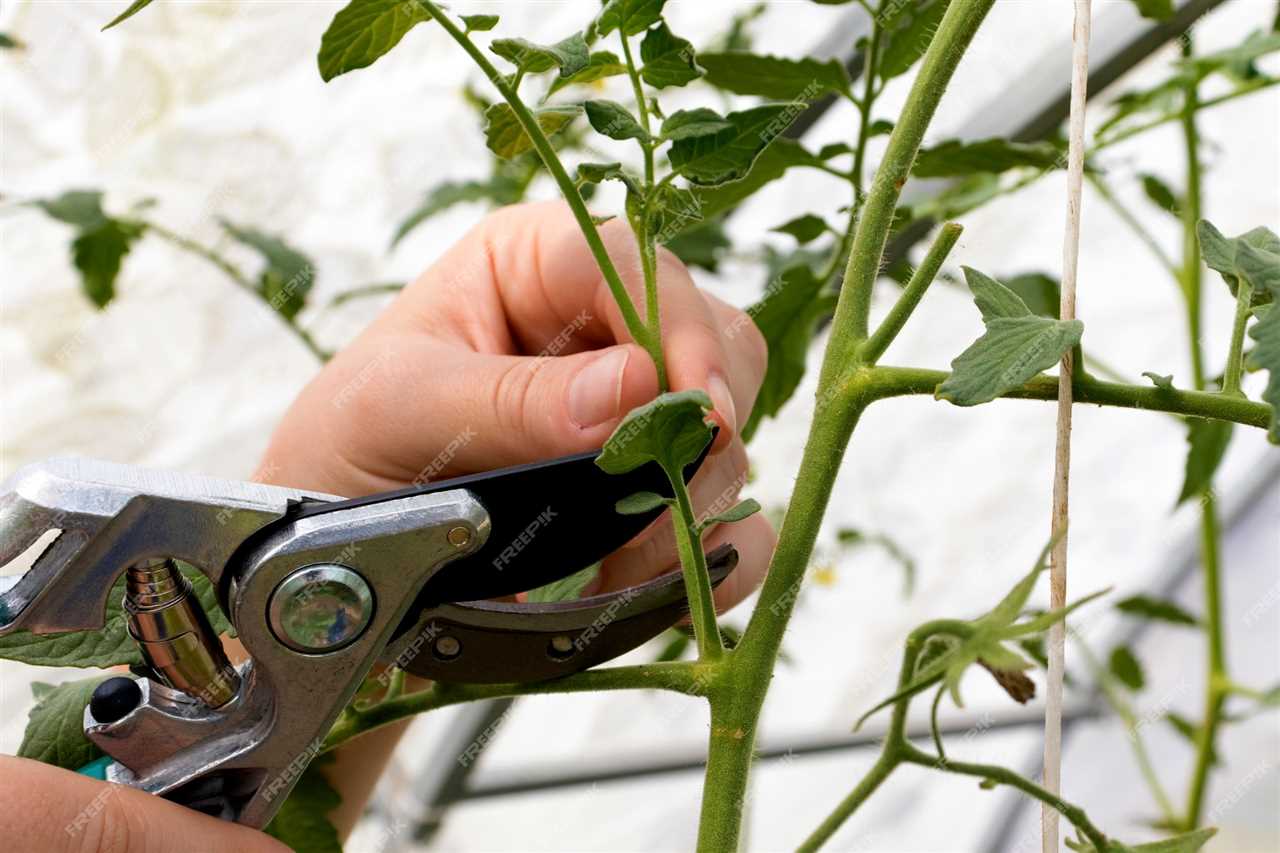 Waarom en wanneer moet je tomatenplanten snoeien?