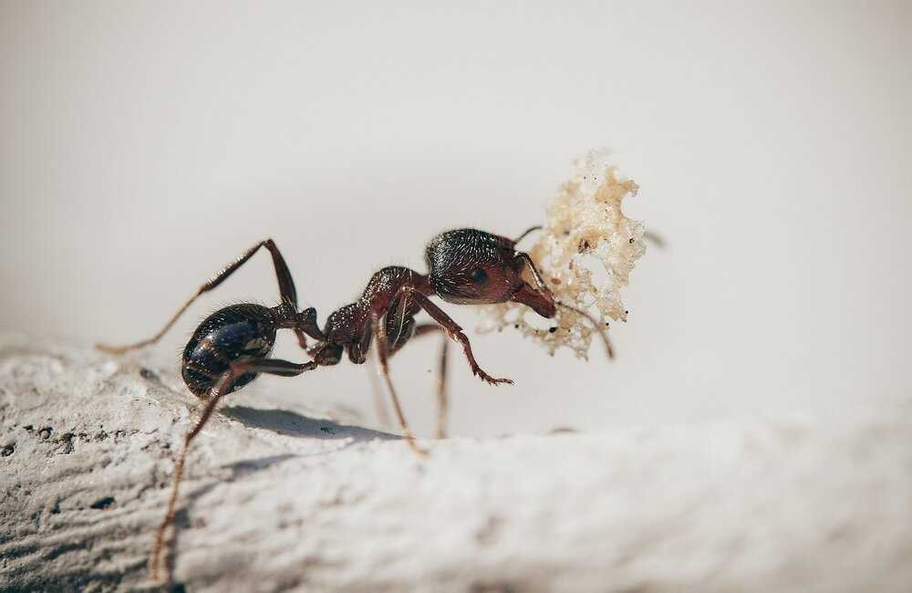 Waarom is het belangrijk om de mierenkoningin te doden?
