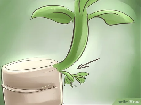 Verzorging van de yucca plant