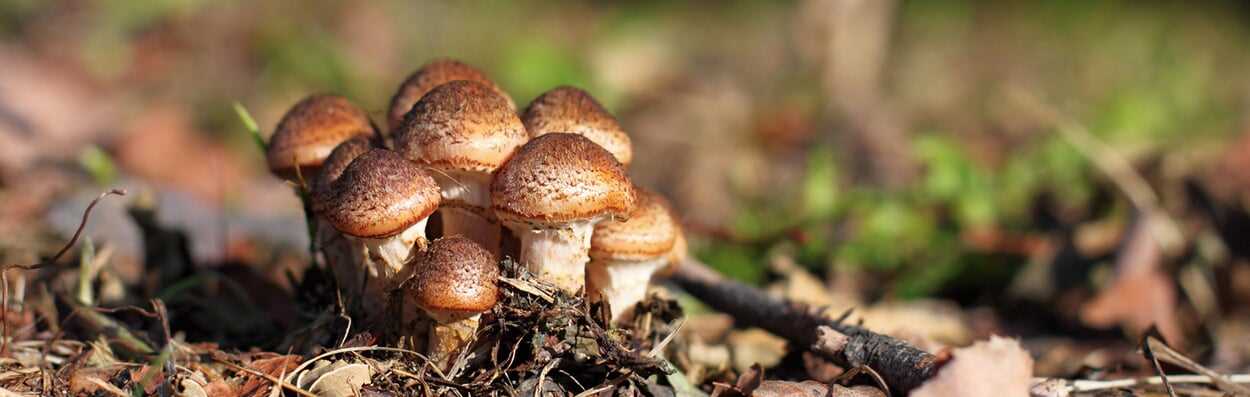 Voordelen van zelf paddenstoelen kweken