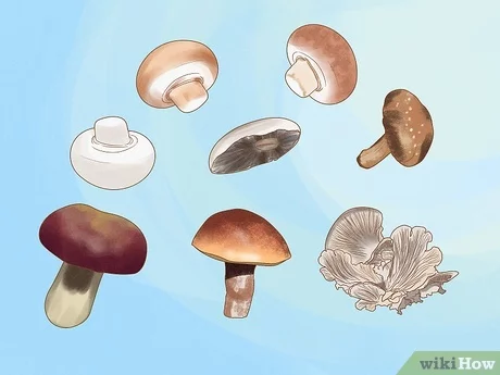 Wat zijn eetbare paddenstoelen?