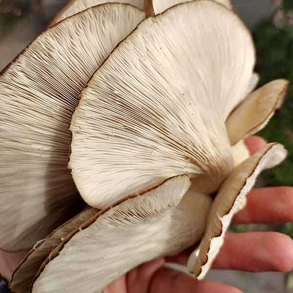 Geschikte paddenstoelensoorten om te kweken