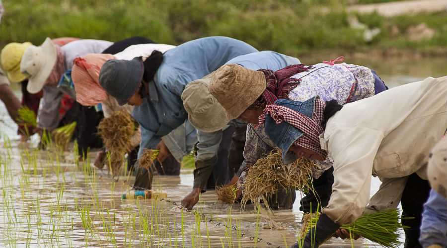 Voordelen van rijst verbouwen