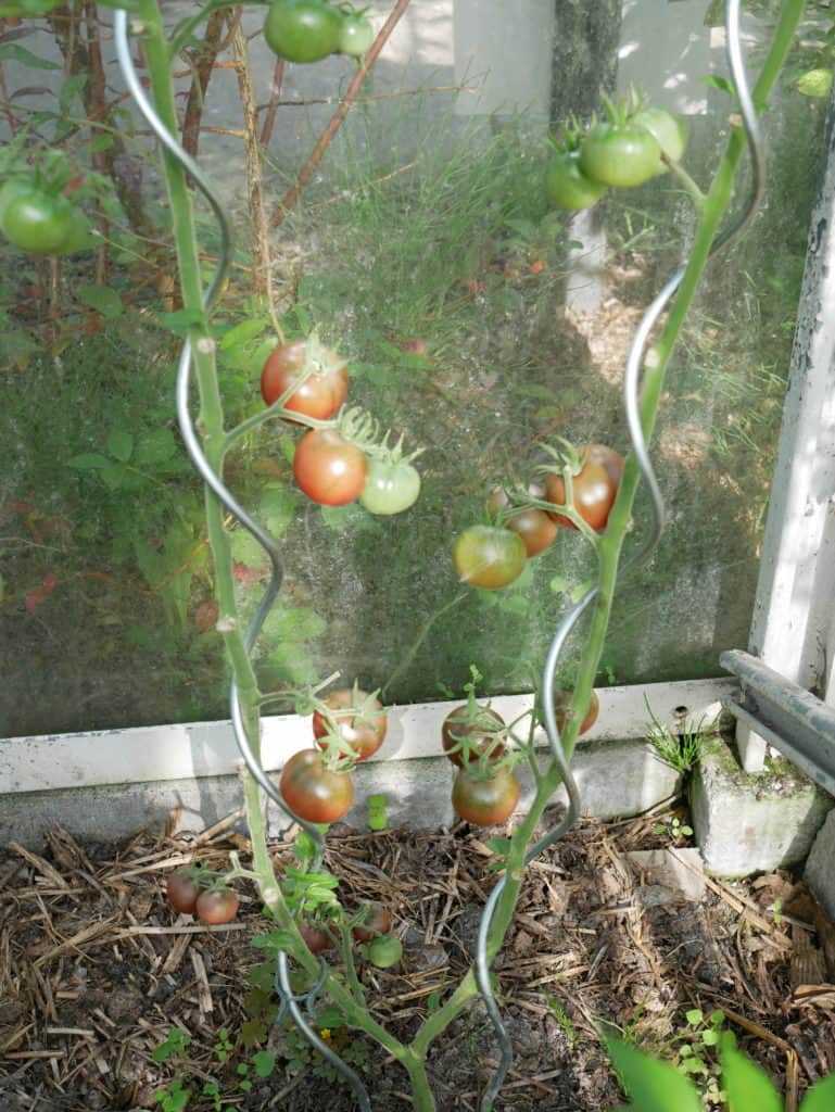 Tomaten opbinden
