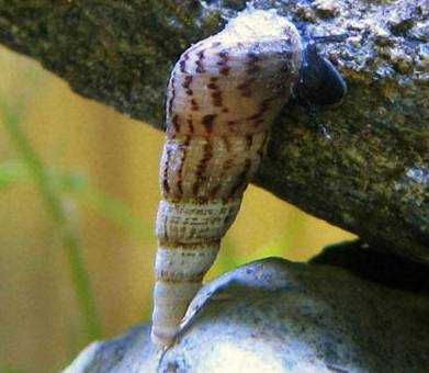 Gevolgen van slakken in een aquarium