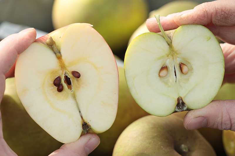 Stap 2: Controle van de stevigheid van de appels