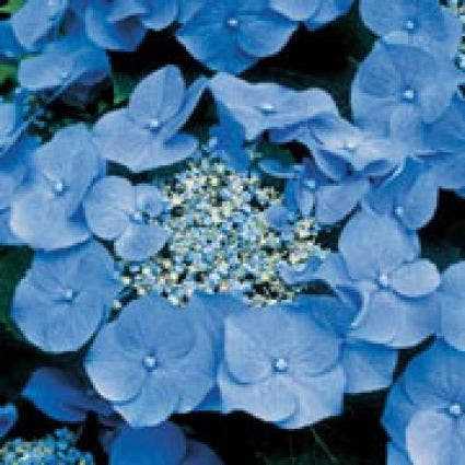 Blauwe hortensia's blauw houden