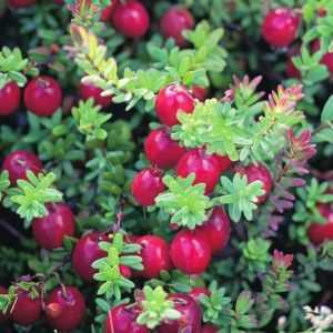 Gezondheidsvoordelen van Cranberry's