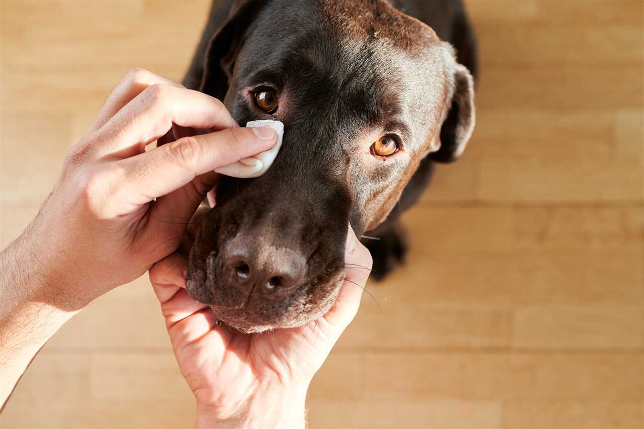 Waarom en hoe de halsband van een hond schoonmaken?
