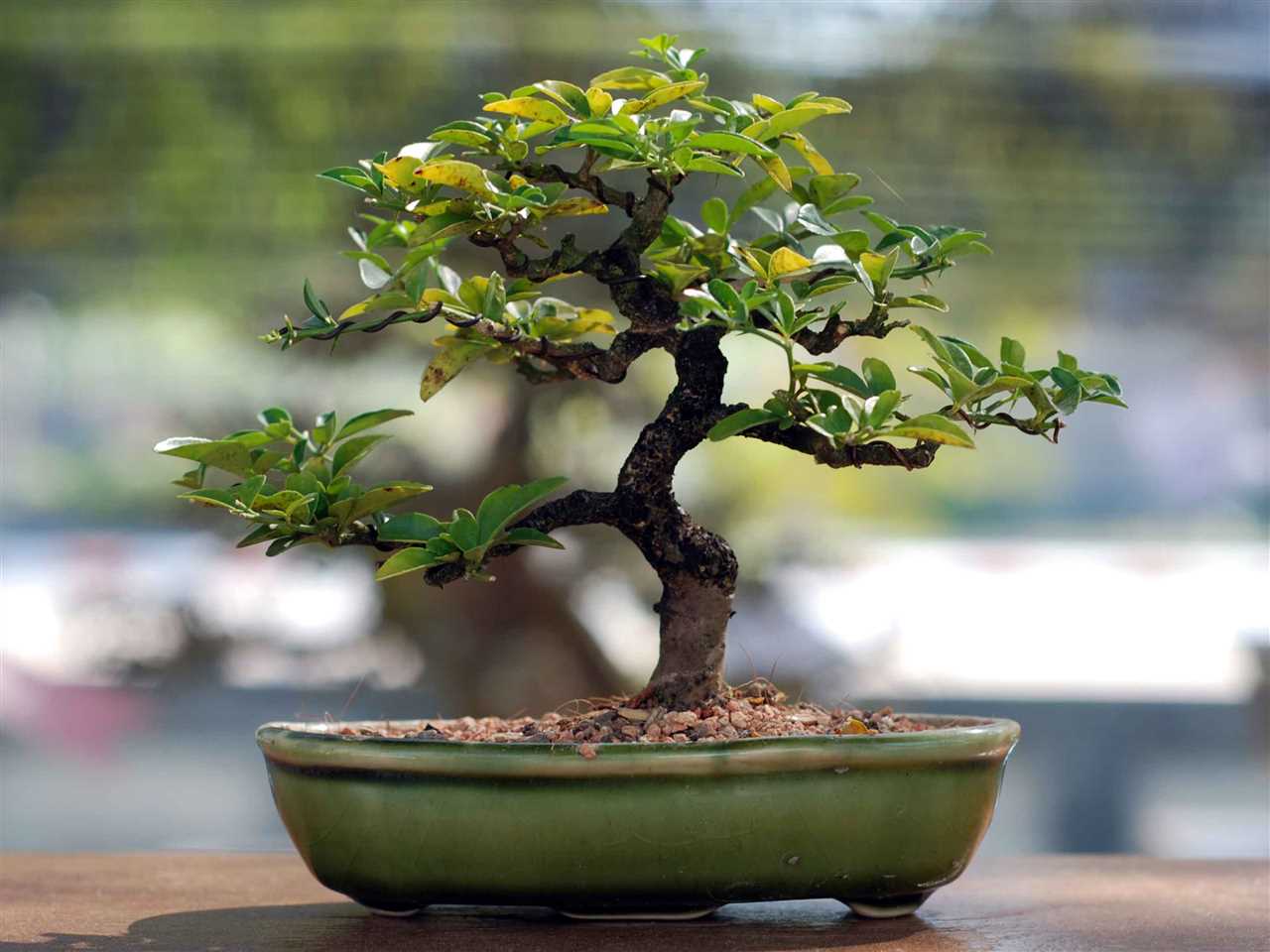 Stappen om een bonsaiboom te kweken