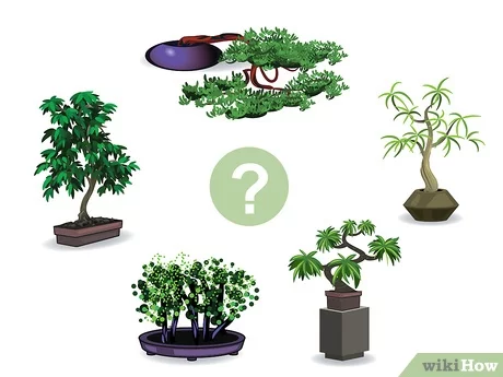Welke boomsoorten zijn geschikt voor bonsai?
