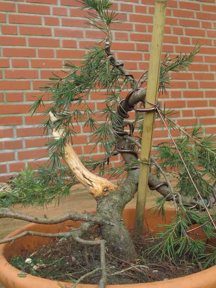 Een bonsaiboom kweken