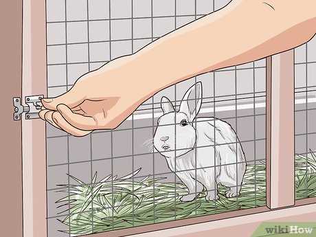 Waarom het konijnenhok schoonmaken belangrijk is