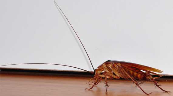 Kakkerlakken bestrijden in een appartement