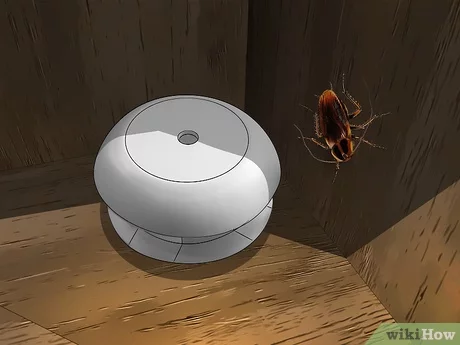 Wat zijn kakkerlakken?