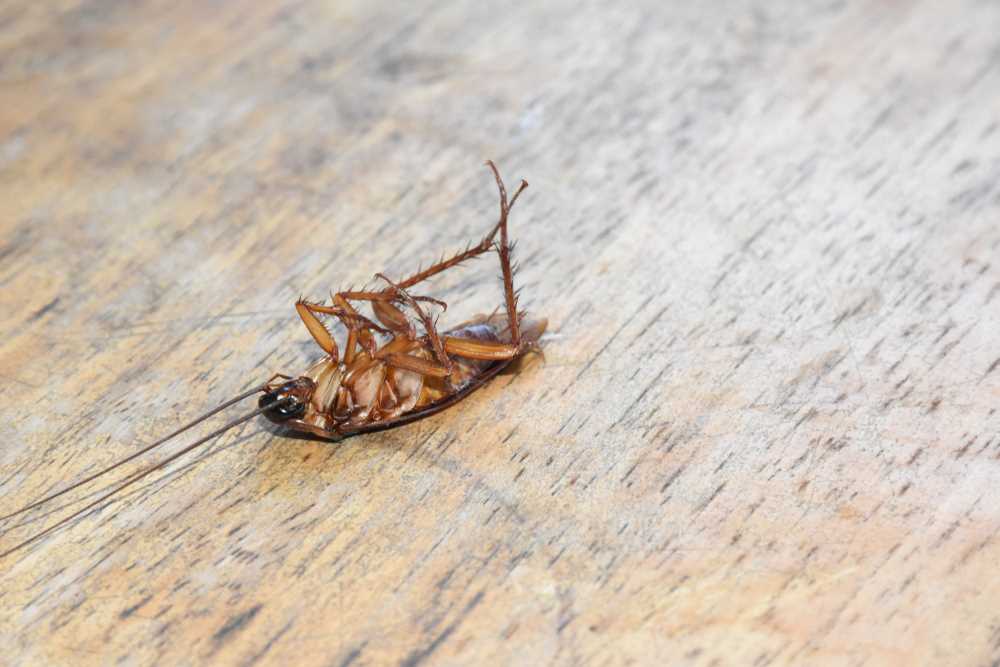 Kakkerlakken en hun leefomgeving