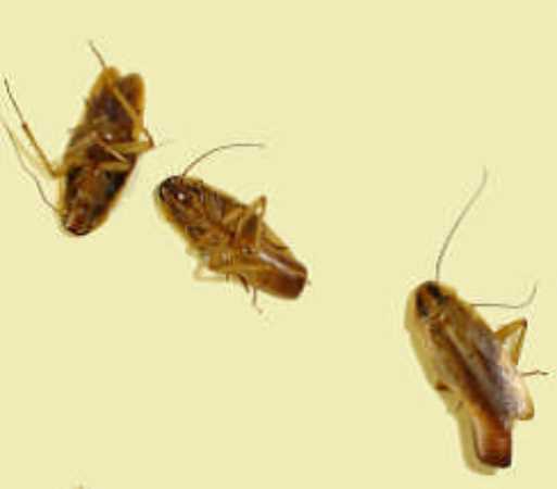 Levenscyclus van een kakkerlak