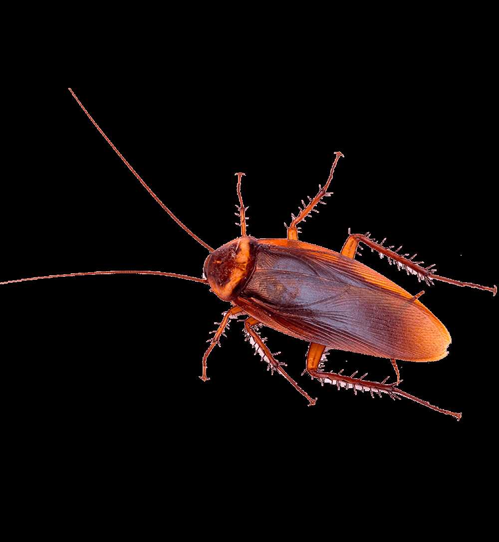Waar kakkerlakken zich verstoppen in een appartement