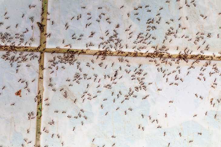 Wat zijn kleine mieren?