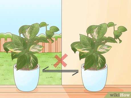 Hoe je voor binnenhuisplanten moet zorgen