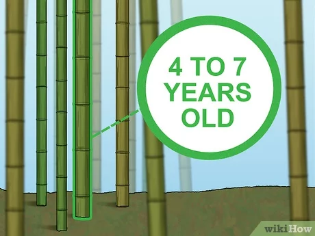 Voordelen van Bamboe Uitharden