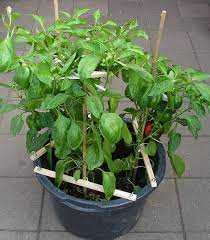 Paprika planten ondersteunen