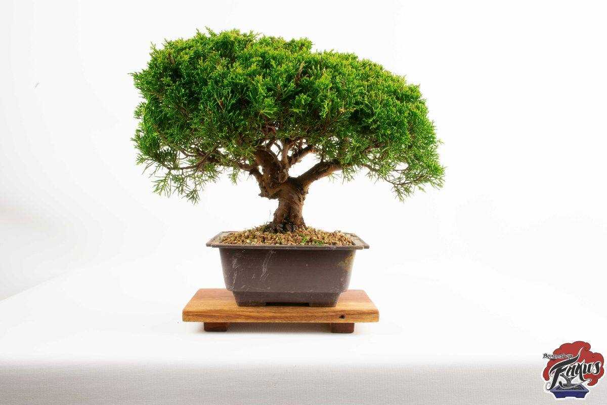 Een bonsaiboom kiezen