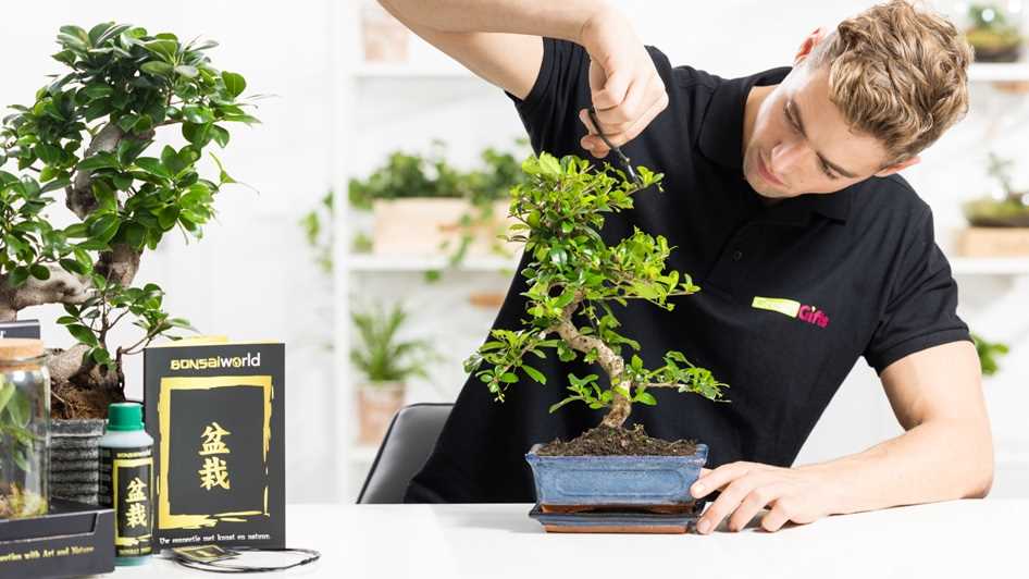 Een bonsaiboom kweken en verzorgen
