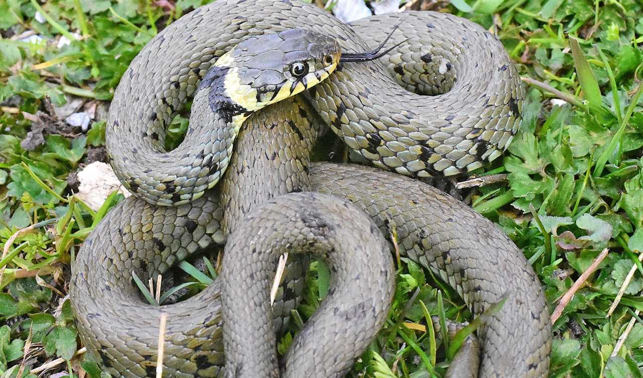 Een slang vangen