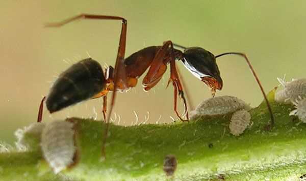 Op een natuurlijke manier van mieren afkomen