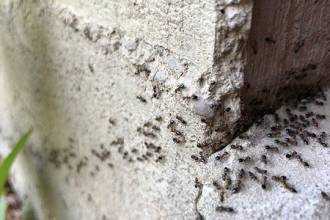 Natuurlijke methoden om mieren te bestrijden