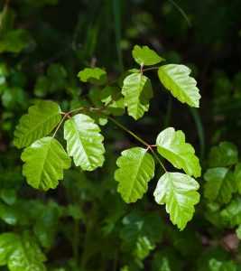 Definitie en symptomen van Poison Oak