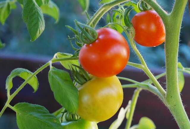 Verse tomaten binnen handbereik