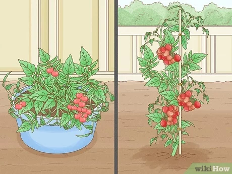 Benodigdheden voor het kweken van tomaten binnenshuis