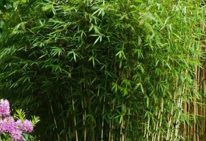 Voorkomen dat bamboe zich door je tuin verspreidt