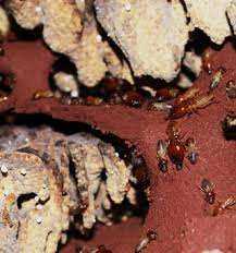 Stappenplan tegen termieten