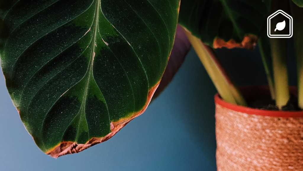 Bruine punten van de bladeren van je kamerplanten halen