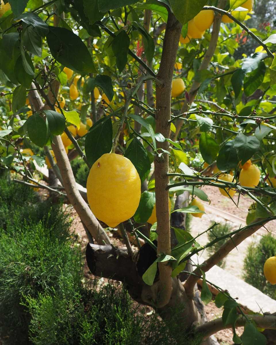 Een citroenboom verzorgen