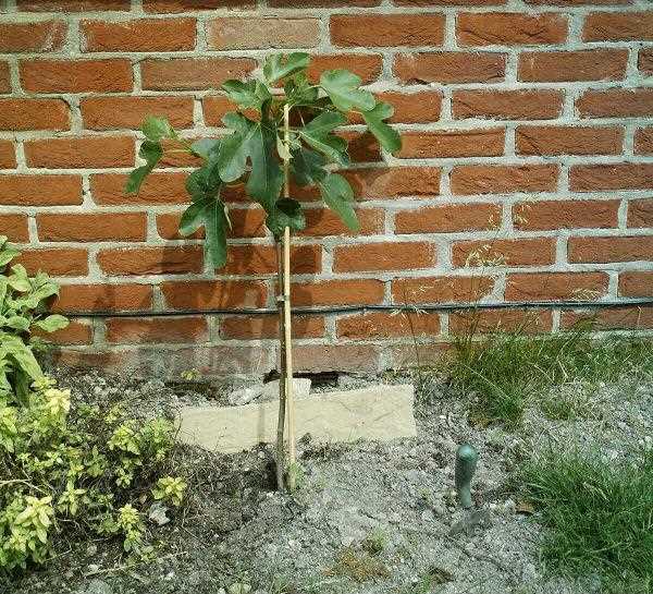 Hoe je succesvol een vijgenboom in je tuin kunt laten groeien