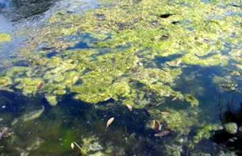 Kenmerken van algen