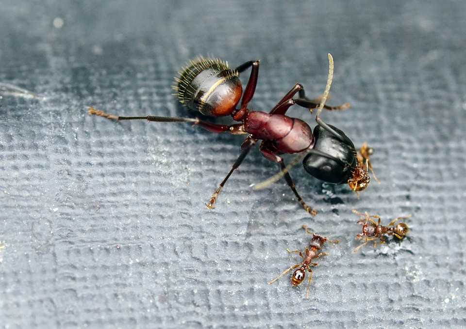Mogelijke oorzaken van mierenplaag